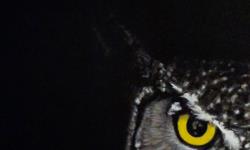 Piece #46 (Goodnight)